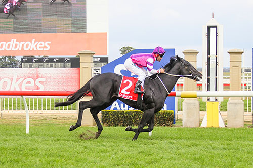 FIGHTING HARADA SHOWS HIS CLASS AT SALE..